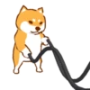 Shiba Hitting the Gym 22