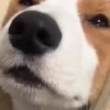 🐱Animalitos gracioso🐶🐕 Mov 27