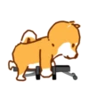 Shiba Hitting the Gym 23