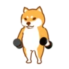 Shiba Hitting the Gym 24
