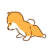 Shiba Hitting the Gym 25