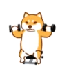 Shiba Hitting the Gym 26