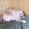 ️Tik tok mov 6 ️ 25