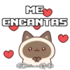 Gatitos(Cute)💝1🇧🇷Movi 19