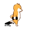 Shiba Hitting the Gym 27
