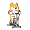Shiba Hitting the Gym 28