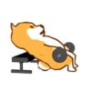 Shiba Hitting the Gym 30