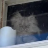 🐱Animalitos gracioso🐶🐕 Mov 29