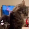 ️Tik tok mov 6 ️ 28
