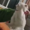 ️Tik tok mov 5 ️ 6