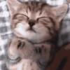 cats 5