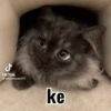 ️Tik tok mov 5 ️ 9