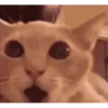 cats 8