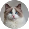 Gatitos tiernos💞4🇵🇪Movi 10