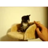 cat 5