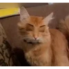 ️Tik tok mov 3 ️ 14