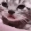 kitten 20