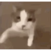 cats 9