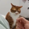 ️Tik tok mov 5 ️ 21
