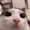 cats 11
