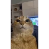 cats 13