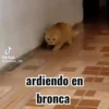 ️Tik tok mov 3 ️ 20
