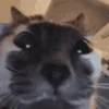 cats 14