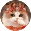 Gatitos tiernos💞4🇵🇪Movi 23