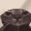 cats 15