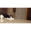 cat 6