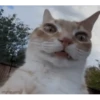 cats 16