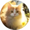 Gatitos tiernos💞4🇵🇪Movi 29
