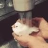Pets 1 5