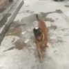 Pets 1 6
