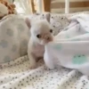 Pets 1 8