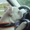 Pets 1 10