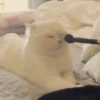 Pets 1 11