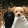 Pets 1 12