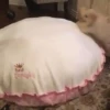 Pets 1 13