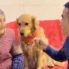 Pets 1 14