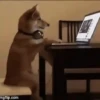 Pets 1 15