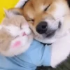 Pets 1 16