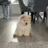 Pets 1 17
