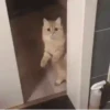 Pets 1 20
