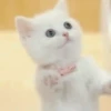 Pets 1 21