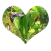 Corazones Movimiento 23