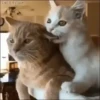 Pets 1 22