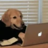 Pets 1 23