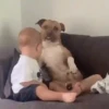 Pets 1 24