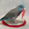 Pets 1 25